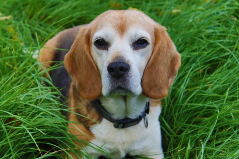 Beagle pet insurance