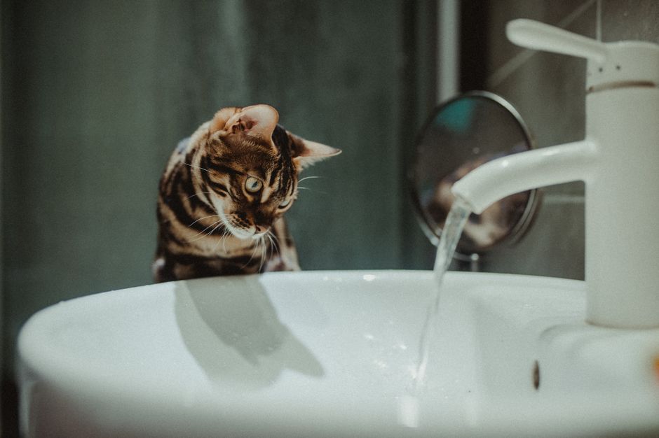 Bengal pet insurance