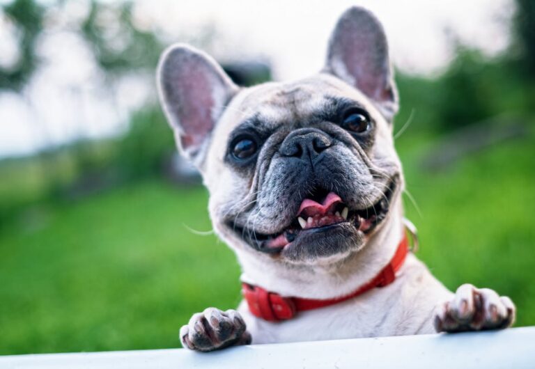 Bulldog pet insurance