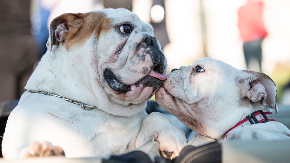 Bulldog pet insurance