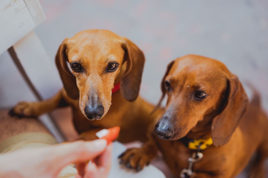 Dachshund pet insurance