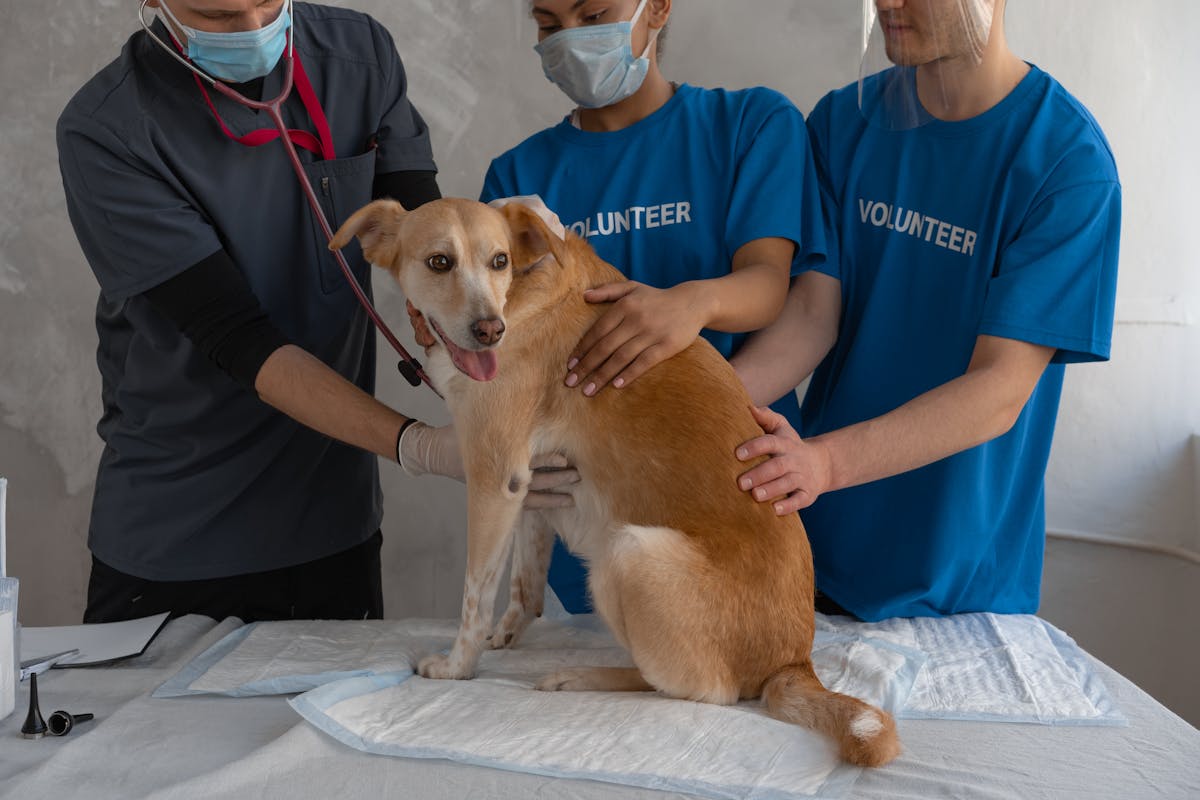 Veterinarian examining a dog during a checkup