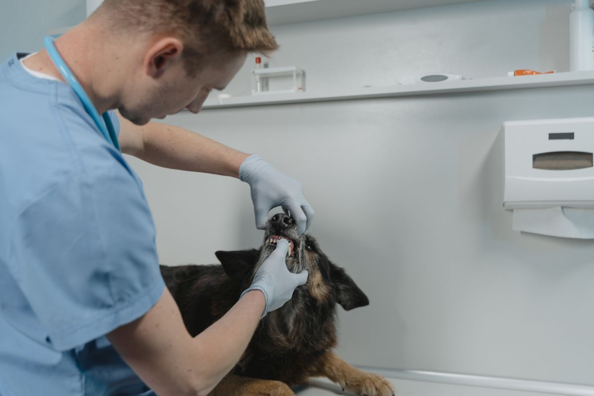 Veterinarian examining a dog teeth dental checkup