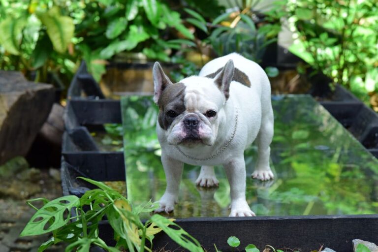 French Bulldog pet insurance