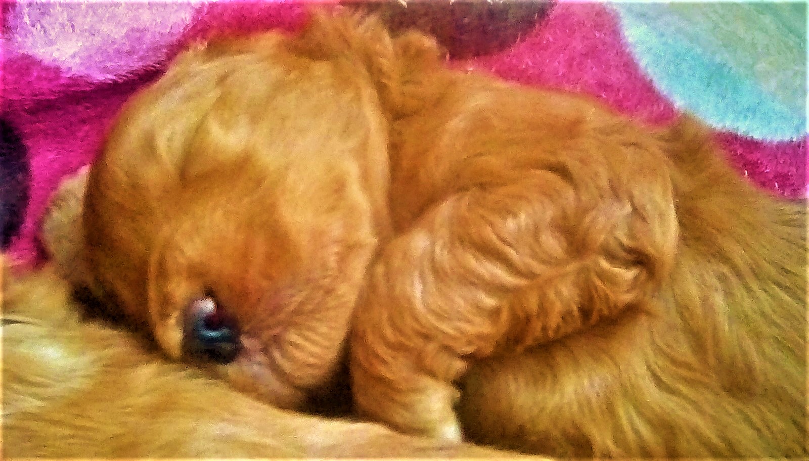 Cute Goldendoodle puppy sleeping
