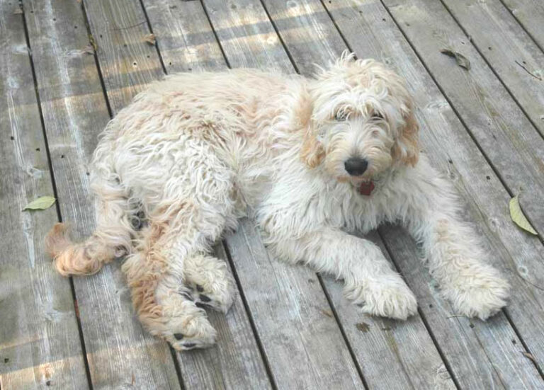 Cream curly Goldendoodle resting