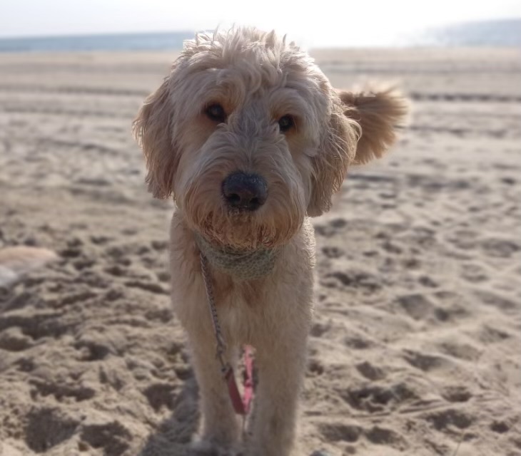 Goldendoodle dog on the beach