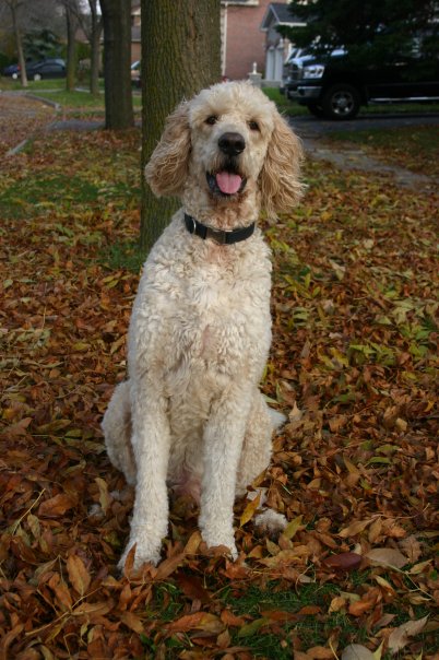 Happy adult Goldendoodle sitting