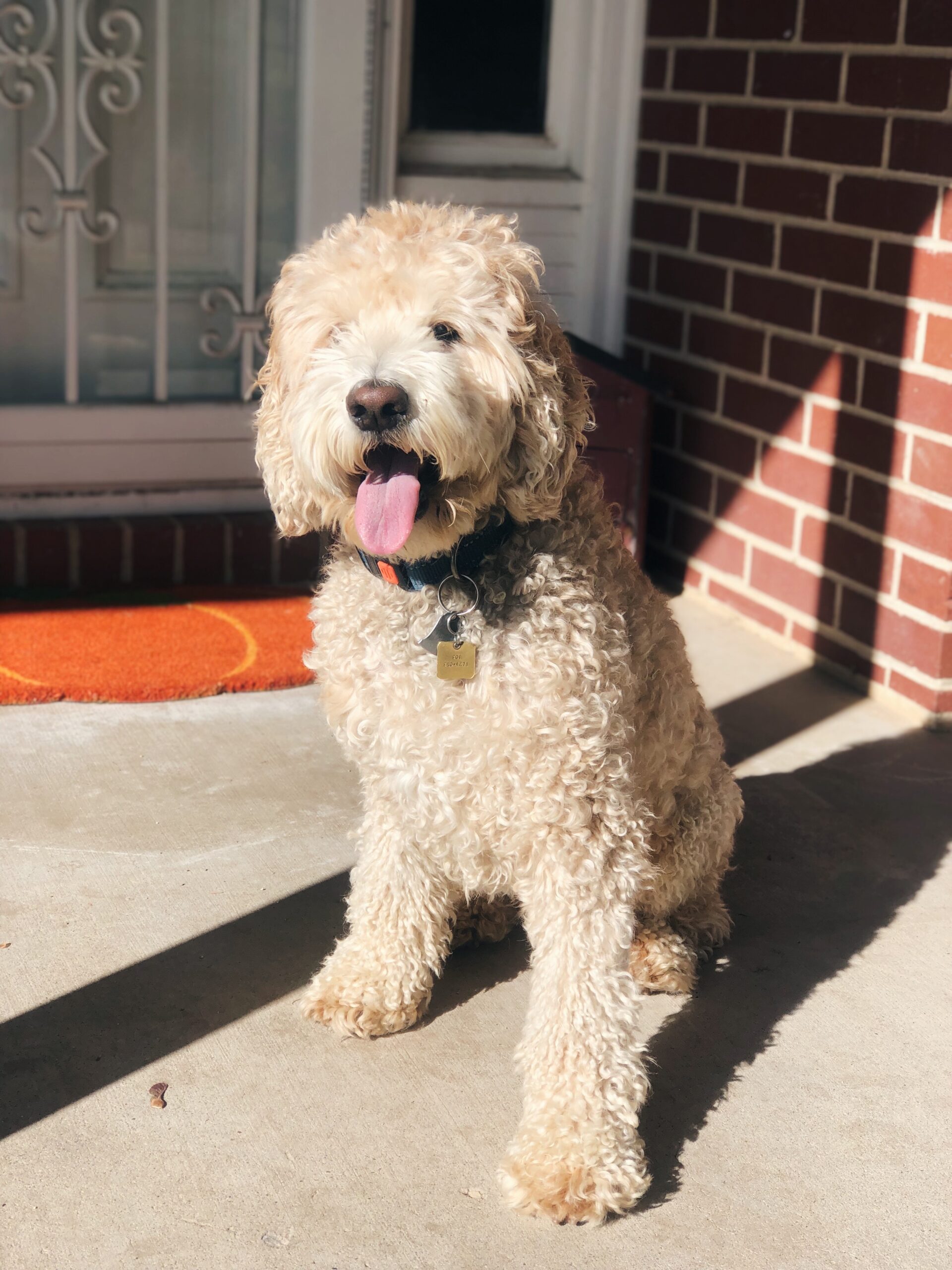 Cream Goldendoodle on a porch