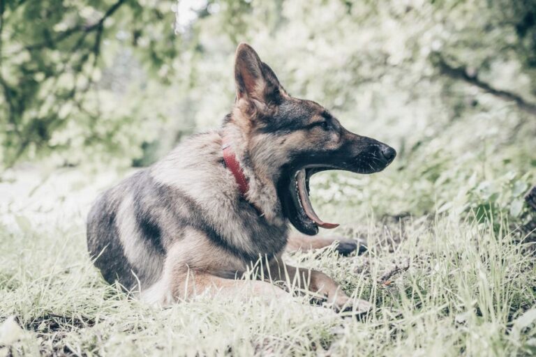 German Shepherd pet insurance
