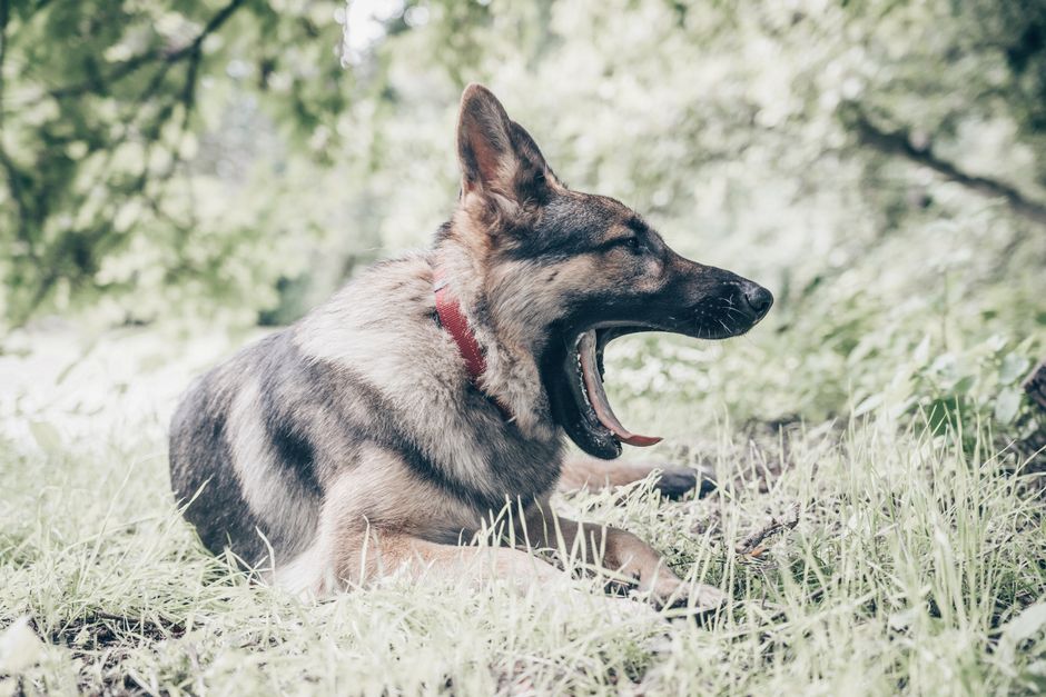 German Shepherd pet insurance