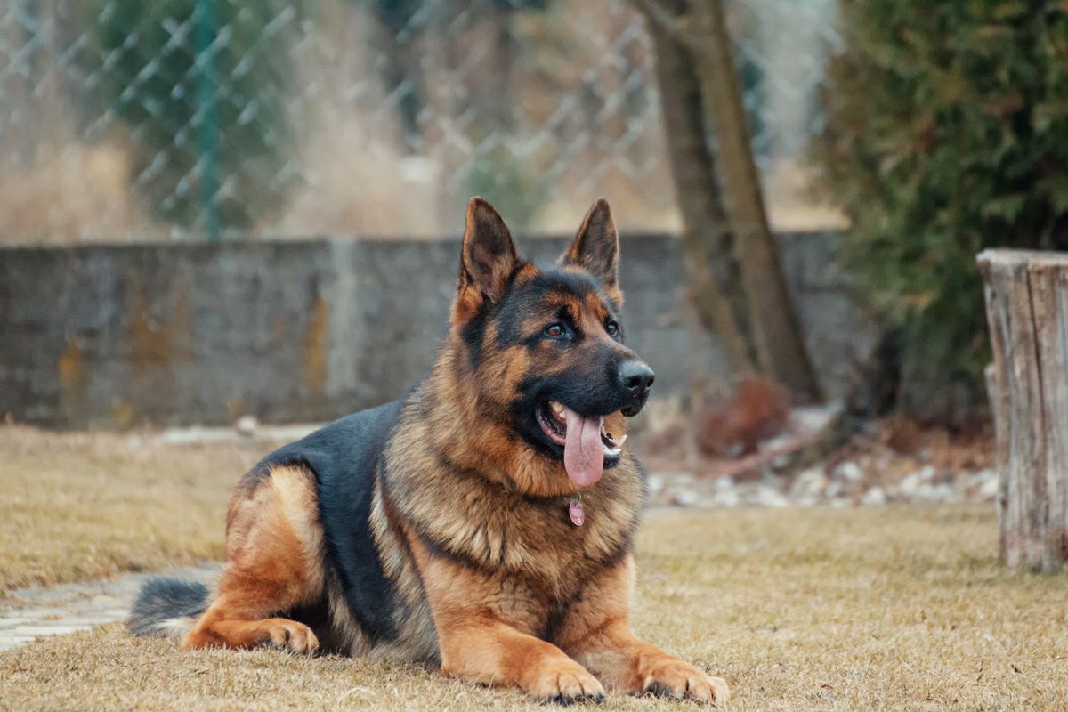 German Shepherd pet insurance