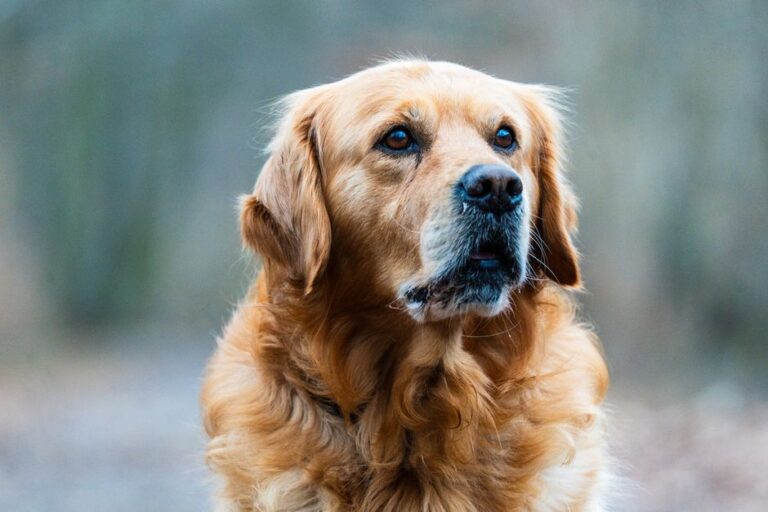 Golden Retriever pet insurance
