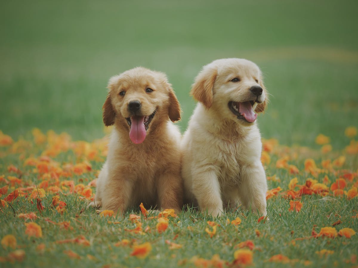 Golden Retriever pet insurance