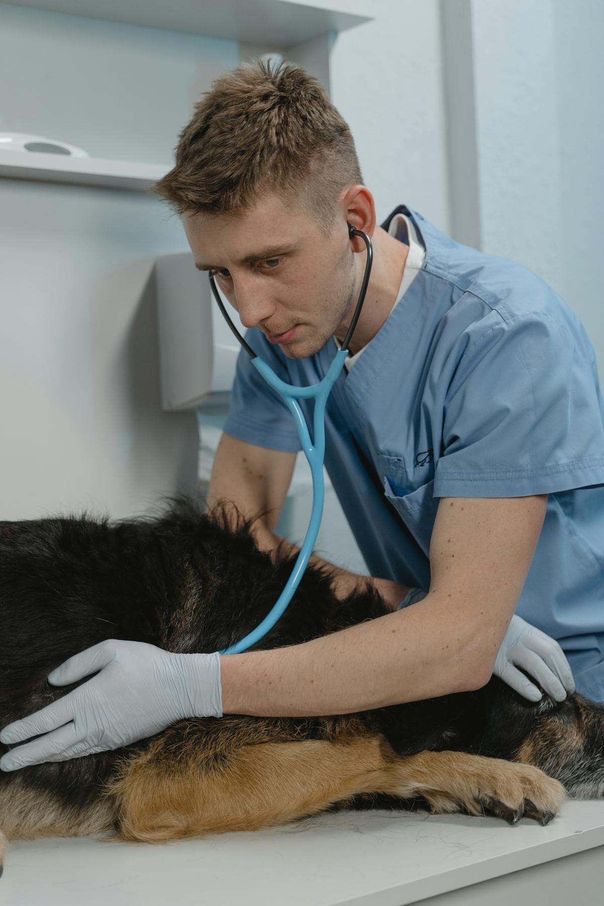 Owner with dog reviewing how pet insurance works