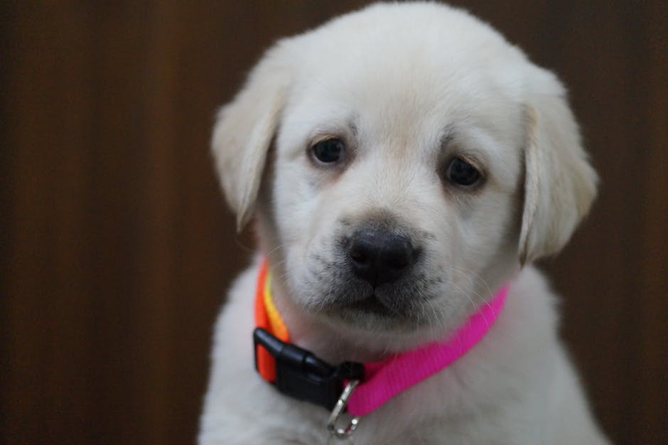 Labrador Retriever pet insurance
