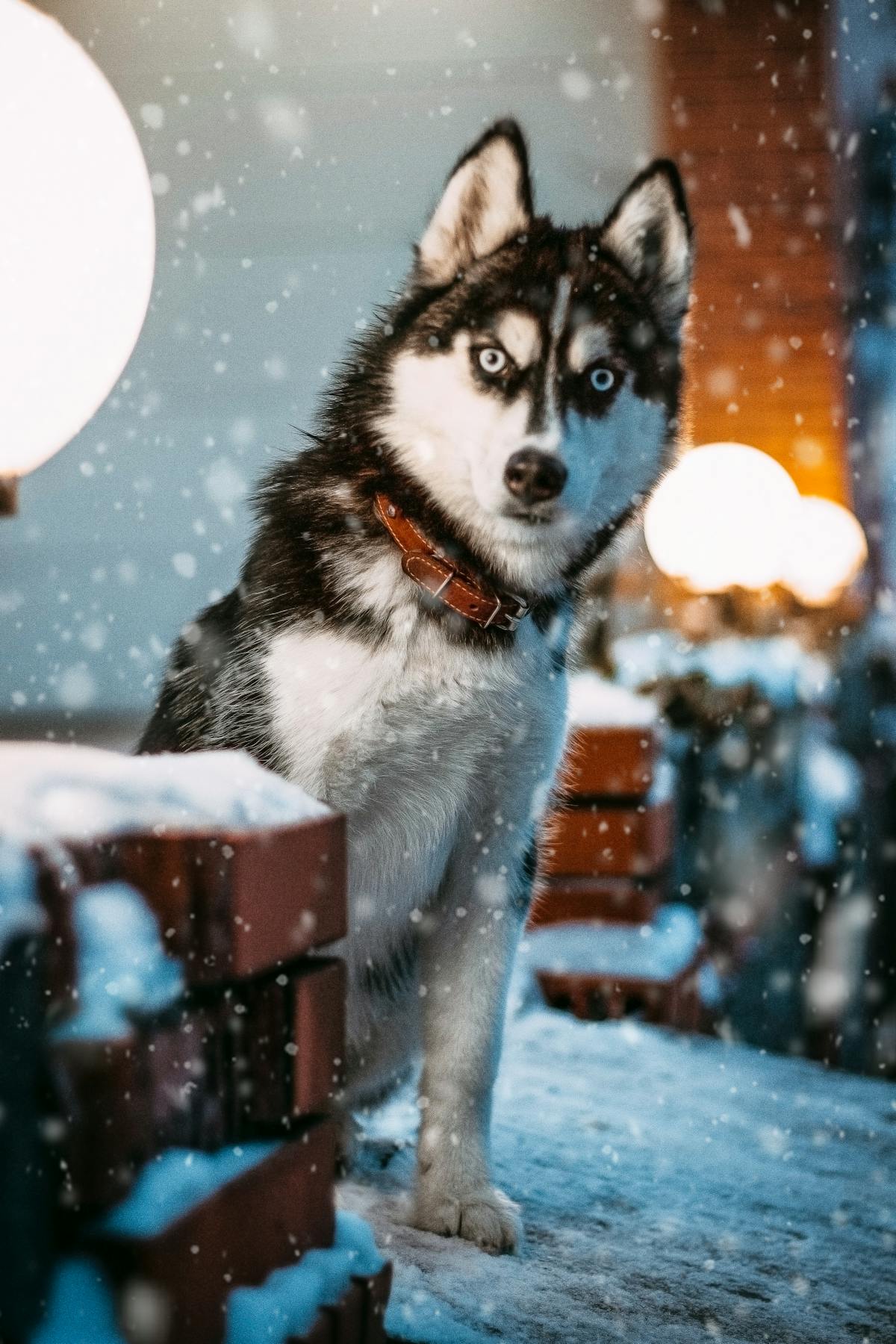 Labrador Retriever pet insurance