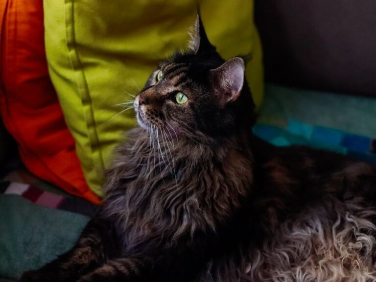 Maine Coon pet insurance