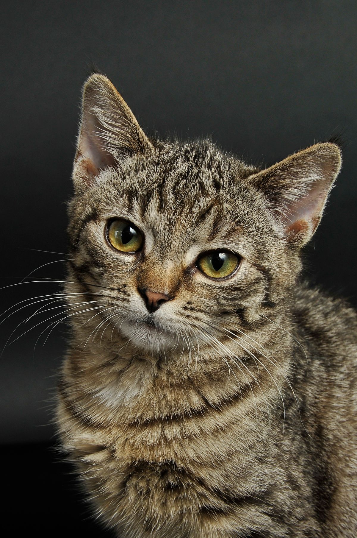 Maine Coon cat pet insurance