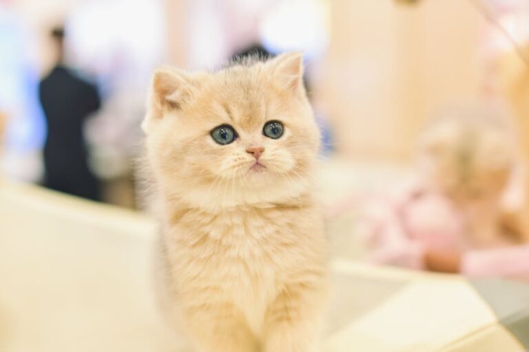 Persian pet insurance