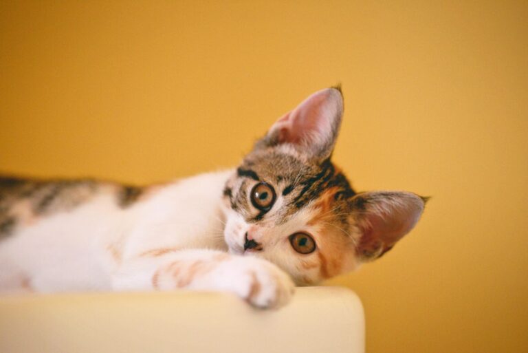 Persian cat pet insurance