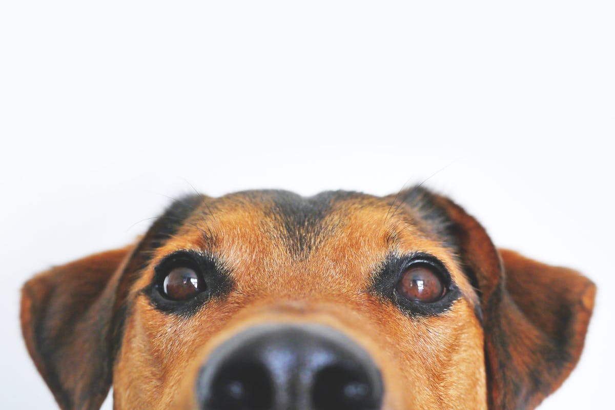 Dog and cat together, illustrating pet insurance costs