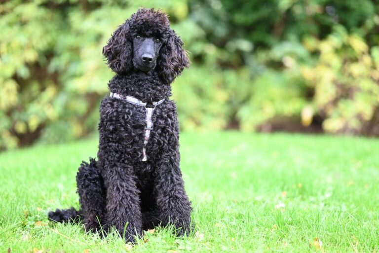 Poodle pet insurance