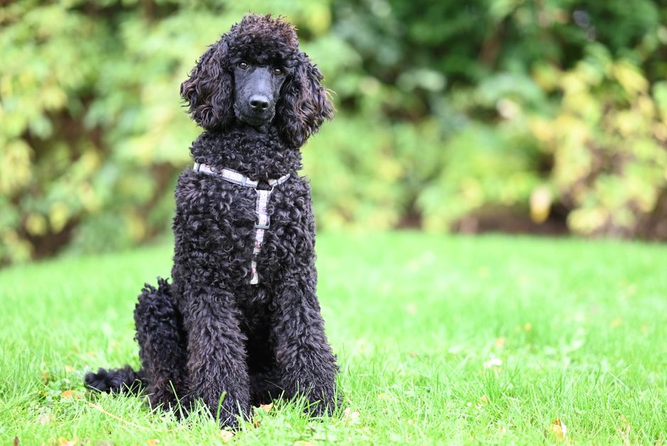 Poodle pet insurance