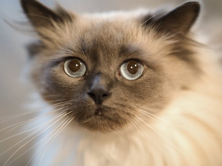 Ragdoll pet insurance