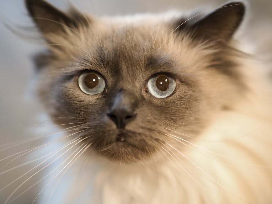 Ragdoll pet insurance