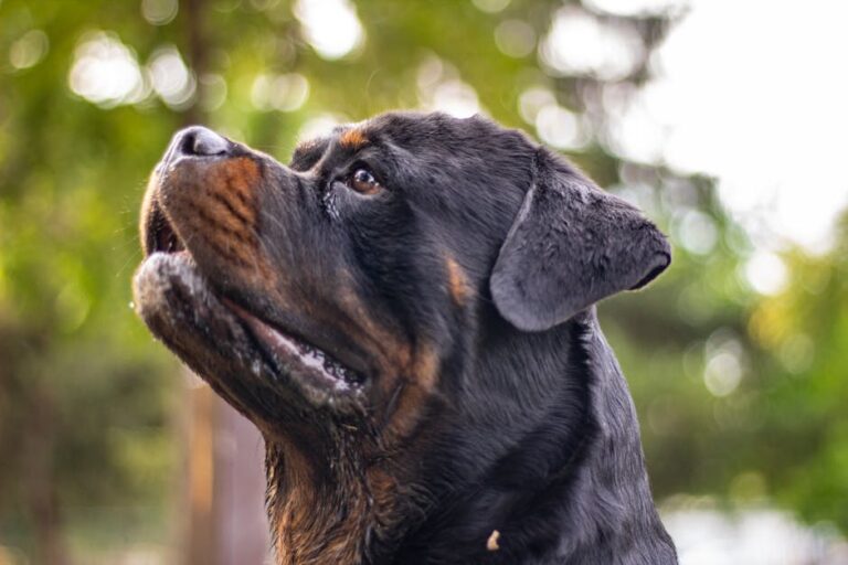 Rottweiler pet insurance