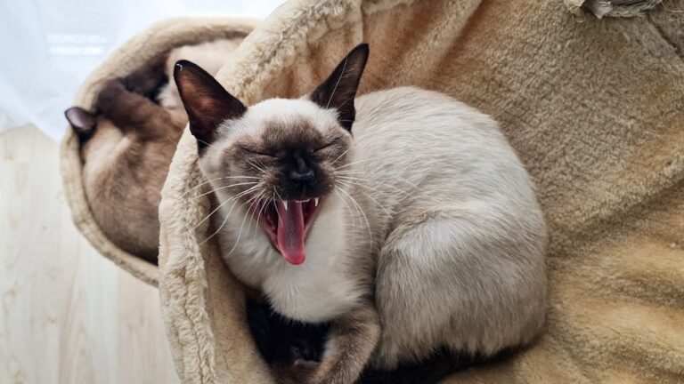 Siamese pet insurance