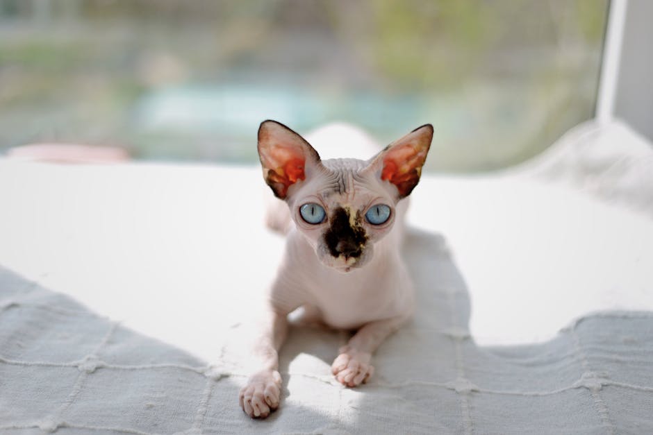 Sphynx pet insurance