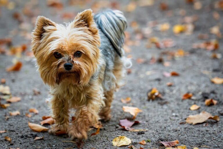 Yorkshire Terrier pet insurance